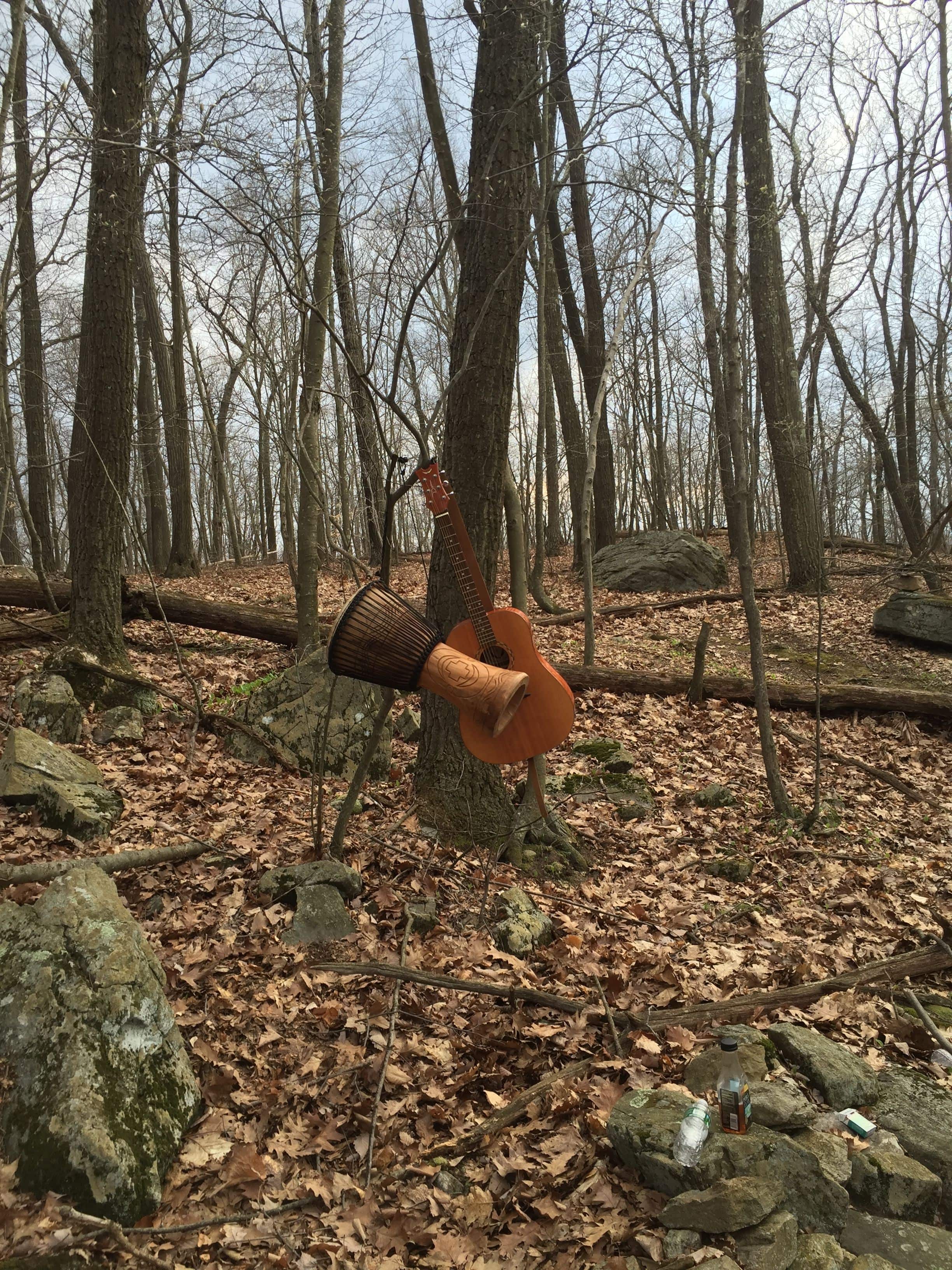 Instrument Hangs on Trees